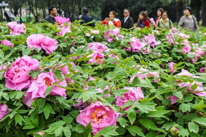 Peony festival kicks off in Central China's Henan