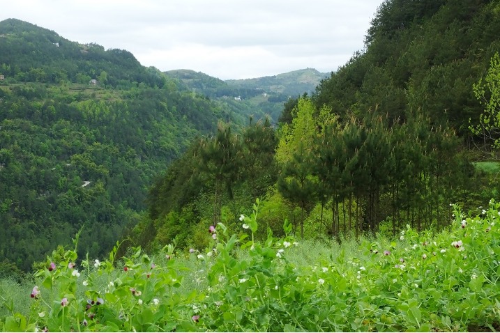 Greenery flourishes after eco-project in Chongqing