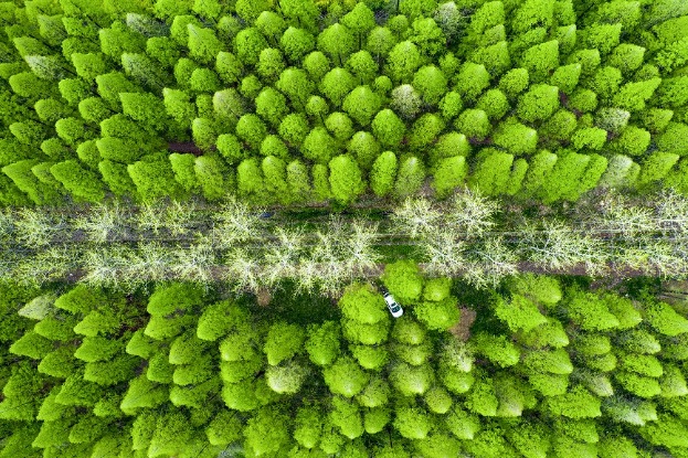 Green dawn redwood forest brightens springtime