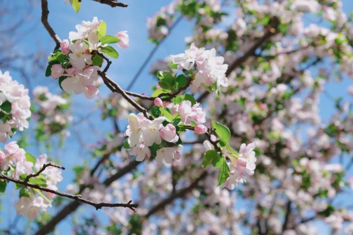 Tianjin University Crabapple Blossom Festival kicks off for 10th year