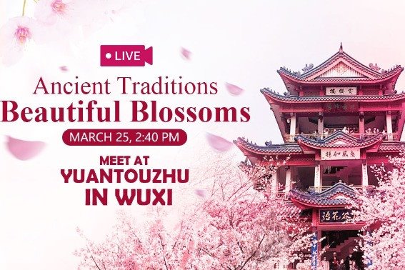 Watch it again: Expats tour Wuxi in cherry blossoms