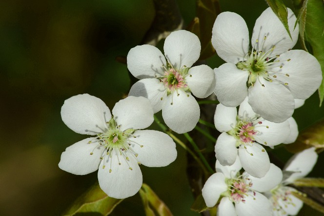 Xinjiang's 'Pear Flower Festival' draws tourists