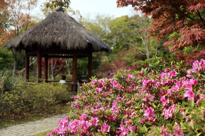 Azalea exhibition adds to vernal joy of forest park