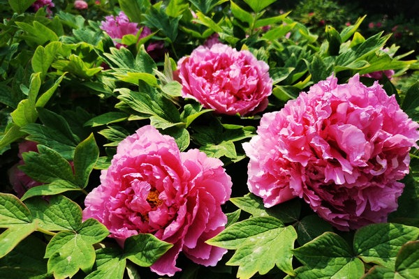 Peony business helps Heze bloom