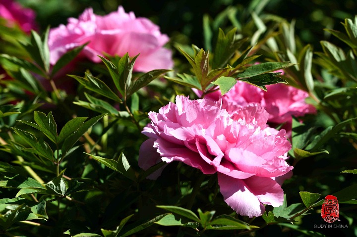 Flowers are blooming at Shandong University of Science and Technology