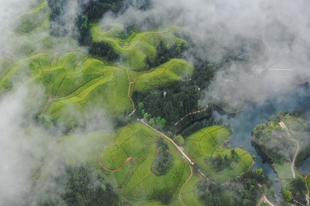 Tea garden blankets vernal scenery with green