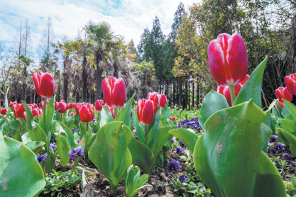 Flower expo enters final stage of prep