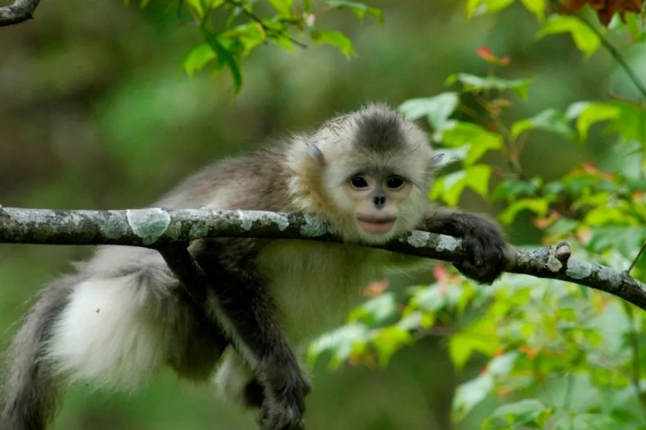 Green book on protecting golden monkeys in Yunnan published