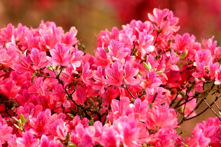 Azaleas add to coastal charms in E China