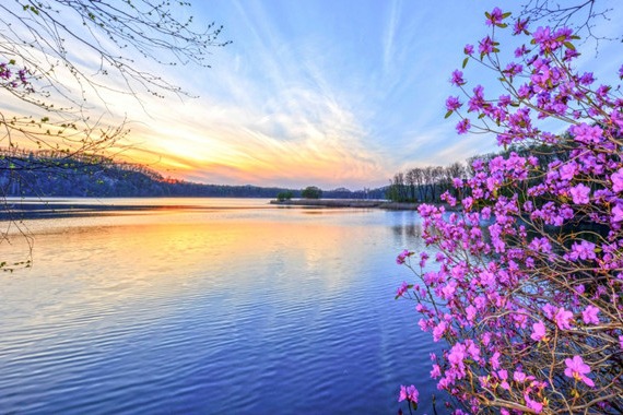 Wild azalea tourism festival opens in Jilin province