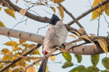 Cute critters of Yunnan University