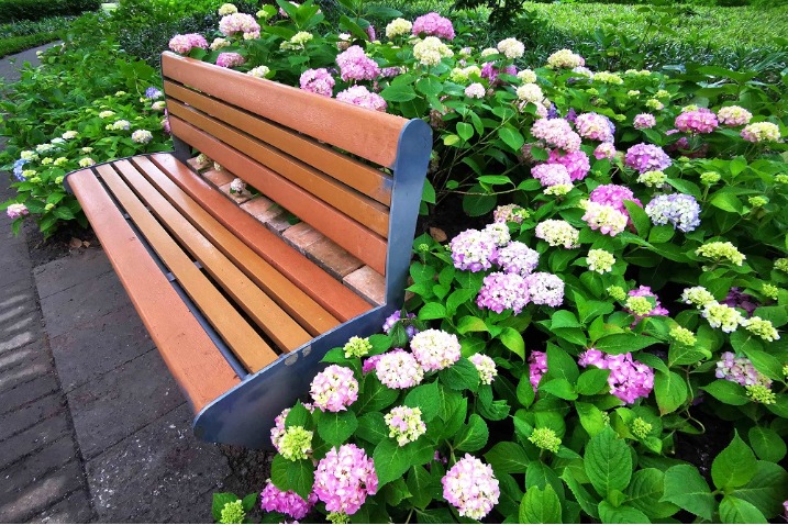 Hydrangeas compete for a gorgeous summer