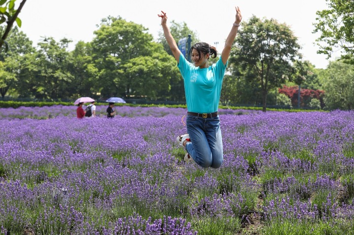 Lavenders bring exotic romance to Shanghai