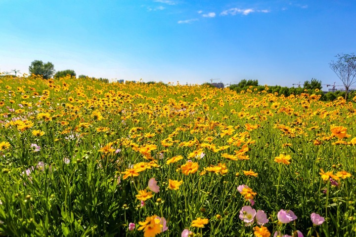 Urban grassland boasts floral feast in Handan