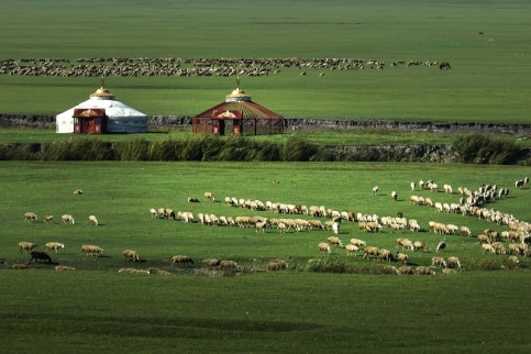 Herdsman embraces tourism in North China, welcoming greener pasture