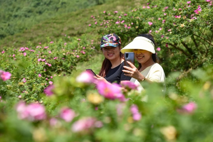 Flower festival blooms in Longli county, Guizhou