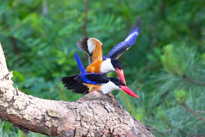 Endangered birds spotted in Shandong