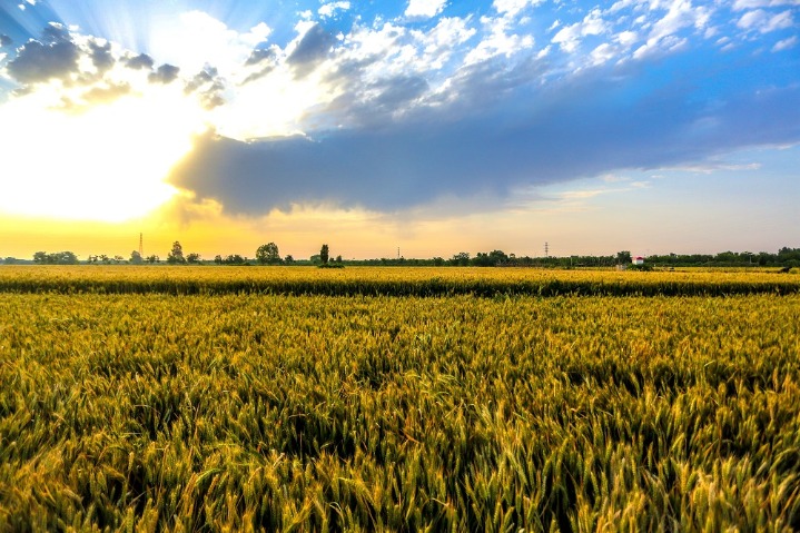 Golden farmland heralds big harvest in N China