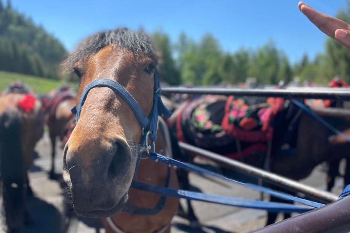 In Xinjiang grassland, tourists connect with horses