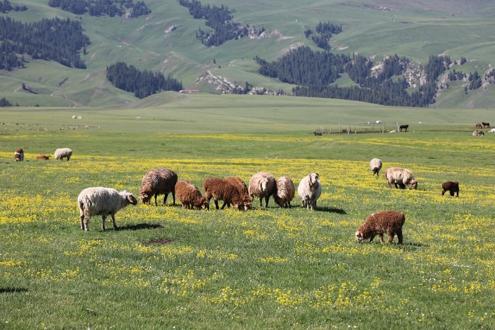 Pleasant plateau scenery seen in Yining