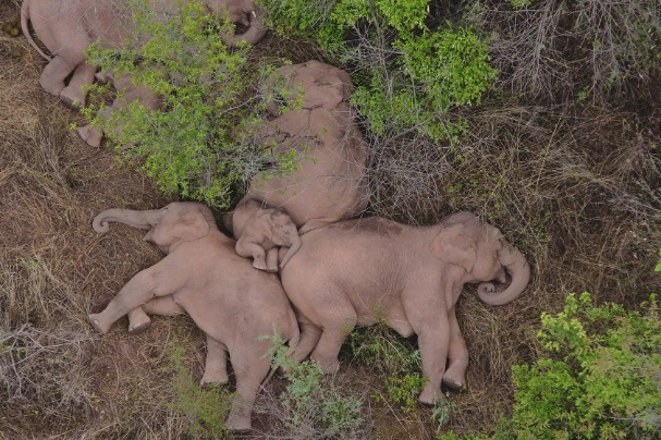 Migrating elephants enjoy their moveable R&R