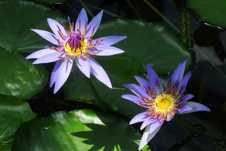 Blooming water lilies add a splash of color to Beijing