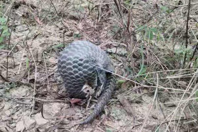 Endangered pangolins seen in Dongguan area