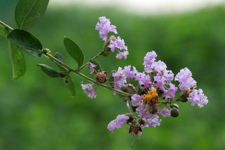 Crape myrtle flowers welcome their heydays in Nantong