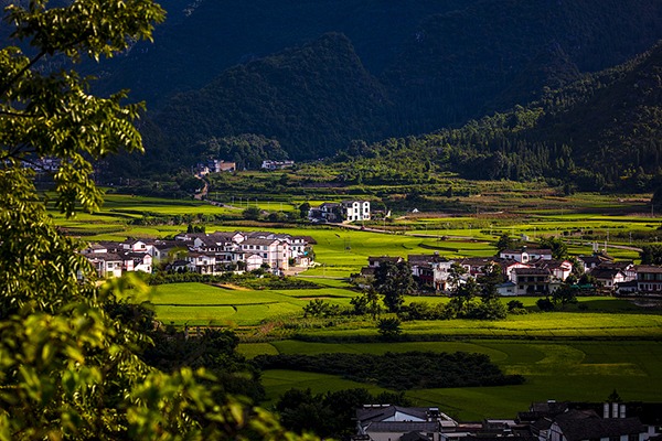 Guiyang attracts investment in mushroom industry