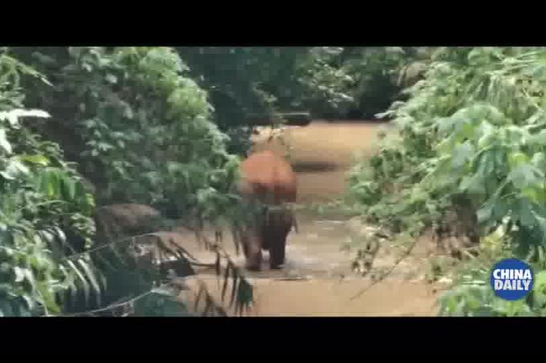 Lone elephant returned to habitat in Xishuangbanna