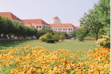 Enjoy the awesome summer vibes among the glittering sea of flowers