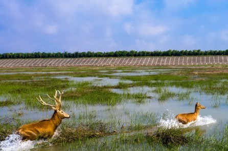 China makes notable progress on biodiversity conservation: official