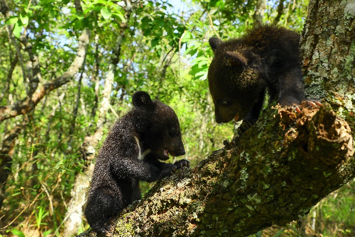 Little black bears become cyber celebrities