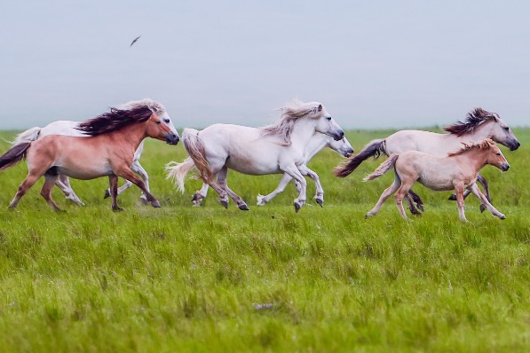 Scenery of Xilingol Grassland in Inner Mongolia