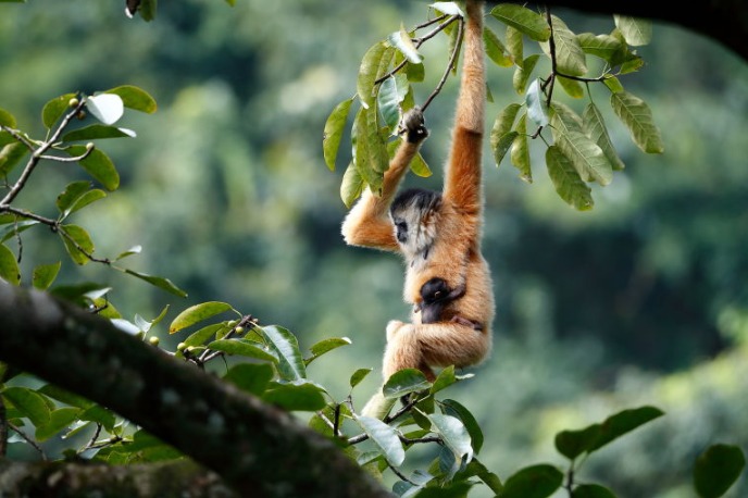 Chinese photographer captures endangered apes