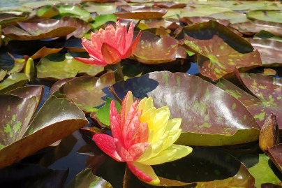 Water lilies bloom in Nantong