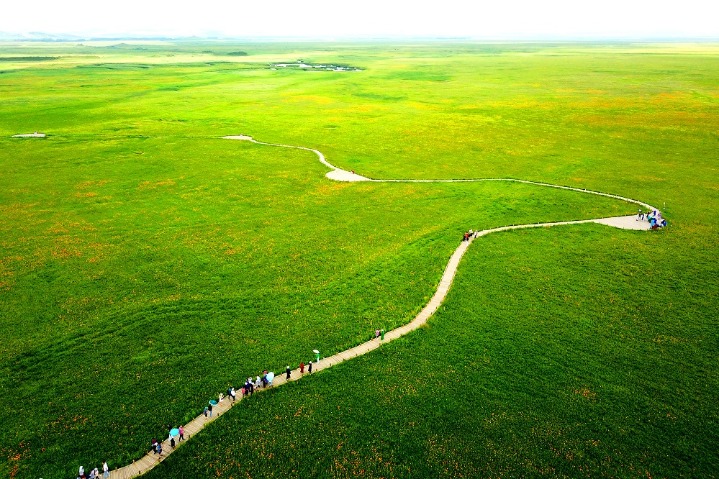 Trollflowers light up grasslands of Xanadu