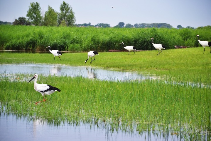 Enchanting ecological landscape seen at nature reserve