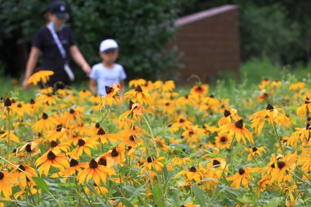 Yellow flowers add to summertime in Harbin