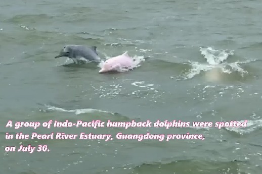 Precious dolphins appear in the Pearl River Estuary