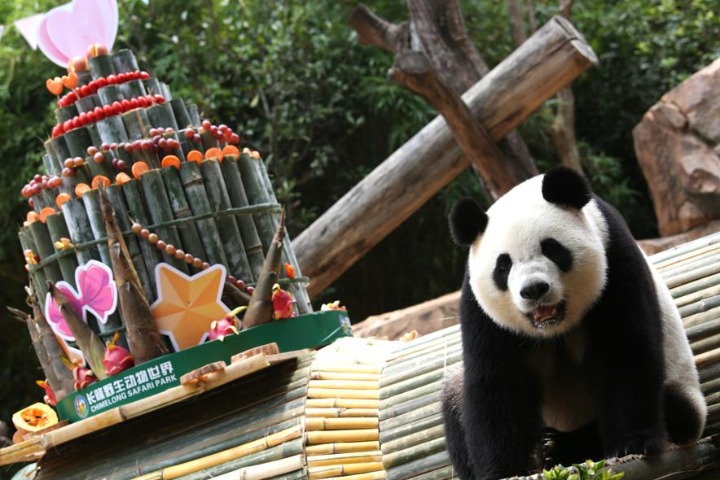 World's only panda triplets celebrate seventh birthday