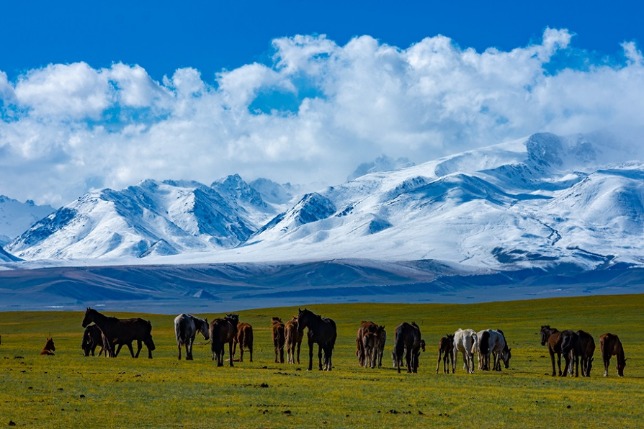 White snow and green grass highlight pasture summertime