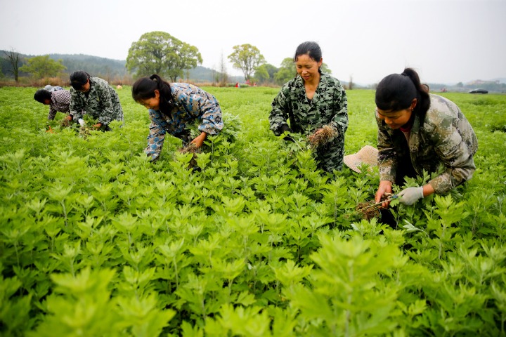 Jiangxi pilot zone to lead charge in developing TCM