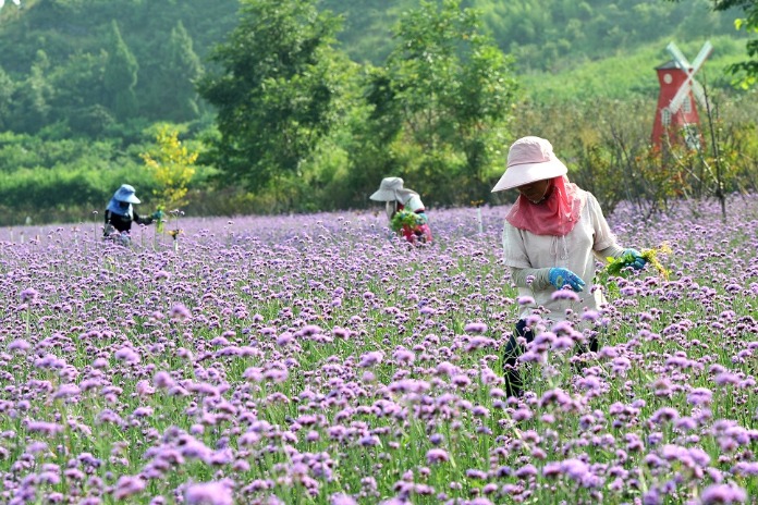 Violet floral sea offers enchanting summer experience in Guiyang