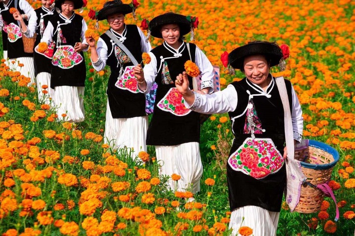 Marigolds blanket farm field with orange floral sea