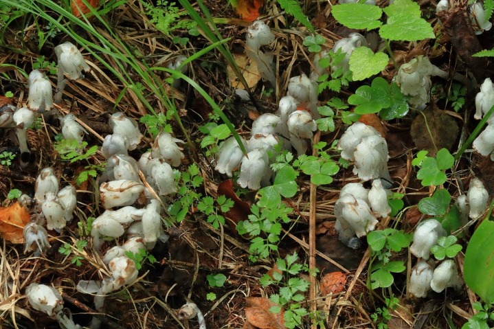 Precious plant spotted in Changbai Mountains