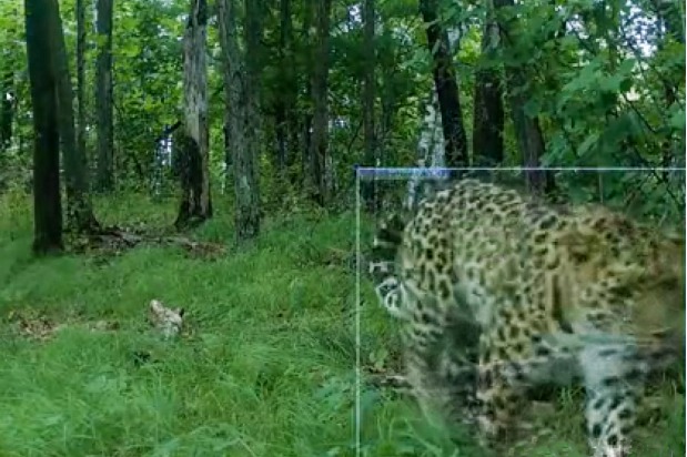 Wild Amur leopard spotted in Jilin