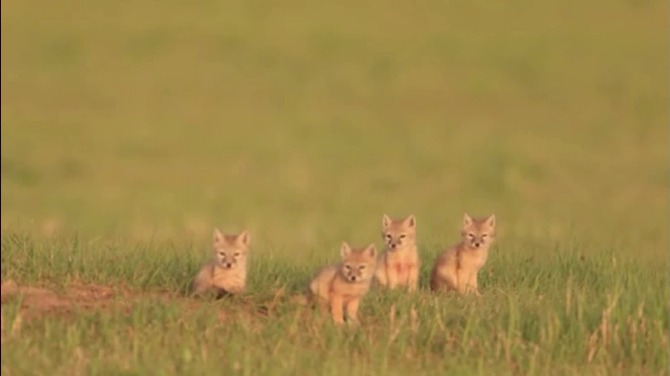 Carefree childhood of cute corsac and his brothers in in Hulunbuir grassland