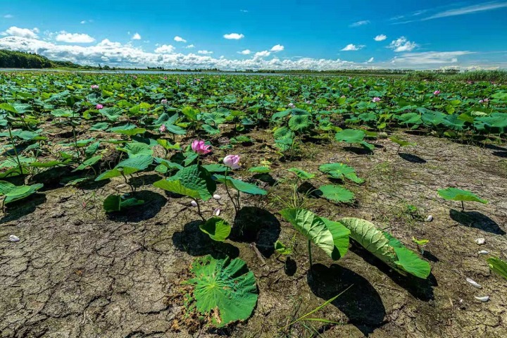 Lotuses exude unique charm in drylands