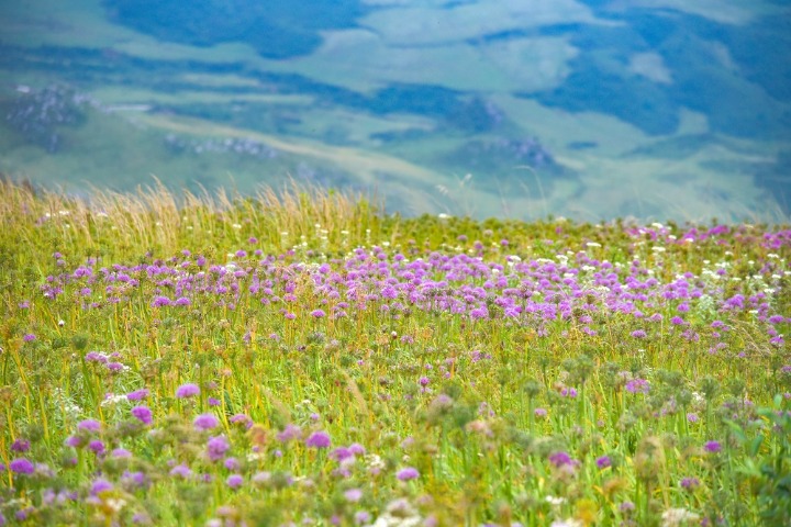 Vast leek plateau add velvet charms in Guizhou